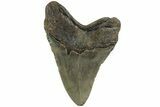 Serrated, Fossil Megalodon Tooth - North Carolina #226475-2